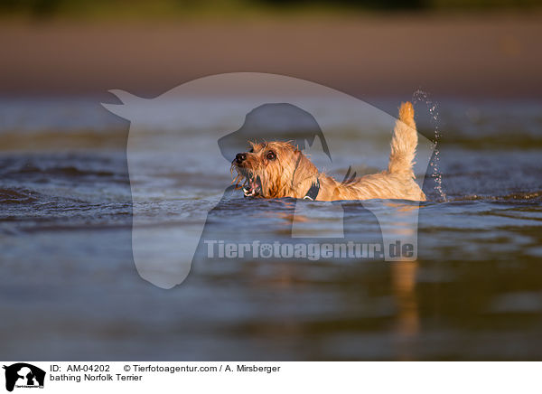bathing Norfolk Terrier / AM-04202