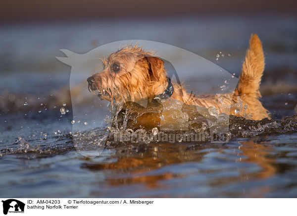 bathing Norfolk Terrier / AM-04203