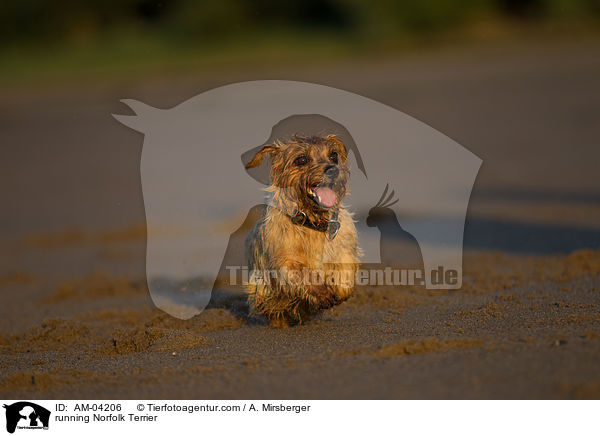 running Norfolk Terrier / AM-04206