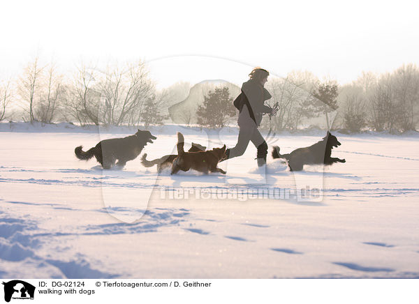 walking with dogs / DG-02124