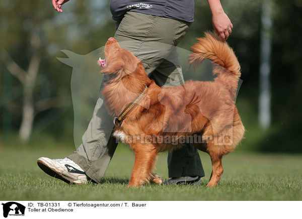 Toller at Obedience / TB-01331