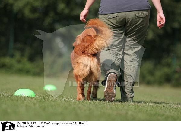 Toller at Obedience / TB-01337