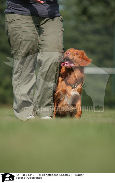 Toller at Obedience / TB-01340