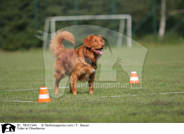 Toller at Obedience / TB-01344