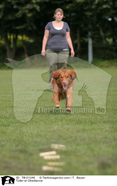 Toller at Obedience / TB-01346