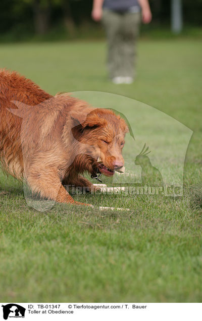 Toller at Obedience / TB-01347