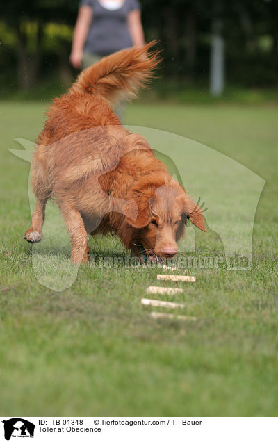 Toller at Obedience / TB-01348