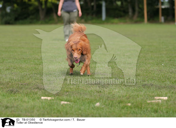 Toller at Obedience / TB-01350
