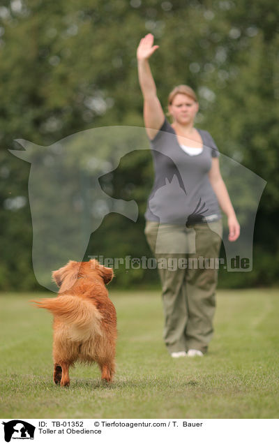 Toller at Obedience / TB-01352