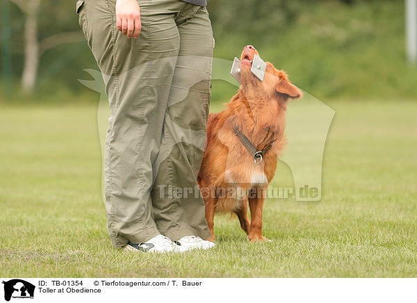 Toller at Obedience / TB-01354