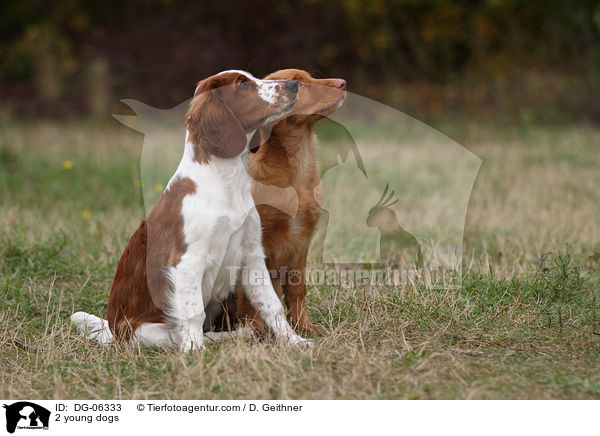 2 young dogs / DG-06333