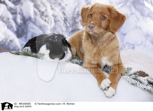 dog and rabbit / RR-80690