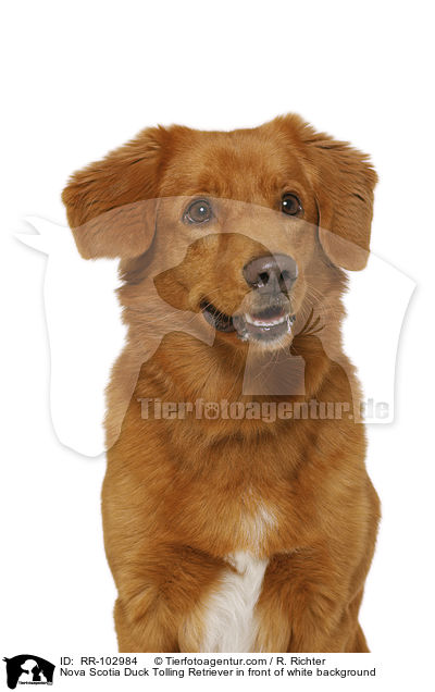 Nova Scotia Duck Tolling Retriever in front of white background / RR-102984