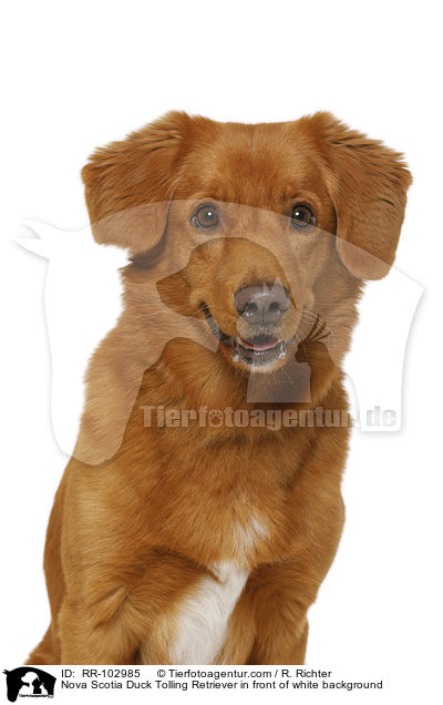 Nova Scotia Duck Tolling Retriever in front of white background / RR-102985
