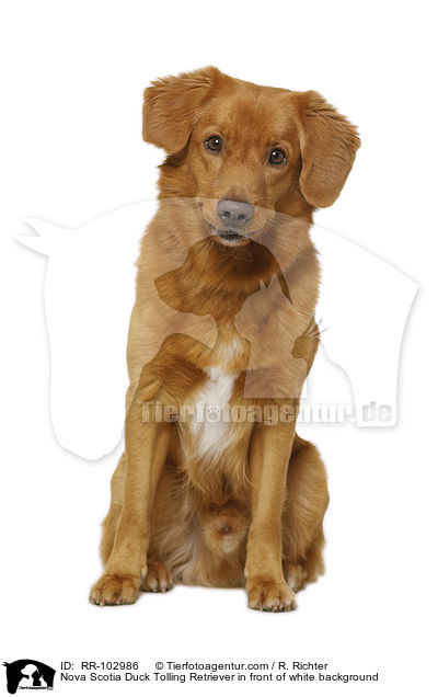 Nova Scotia Duck Tolling Retriever in front of white background / RR-102986