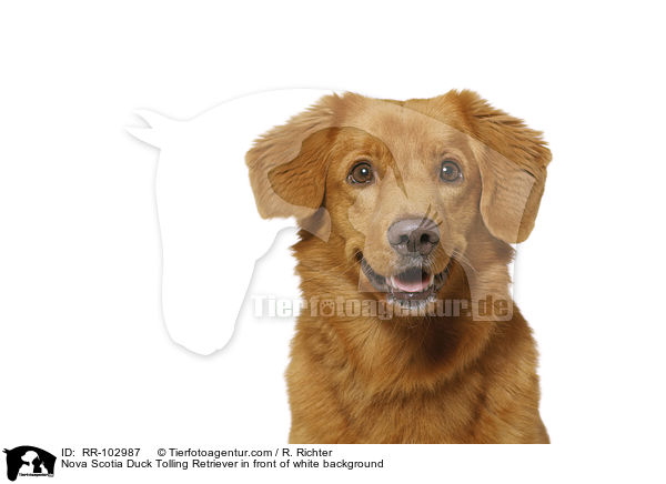 Nova Scotia Duck Tolling Retriever in front of white background / RR-102987