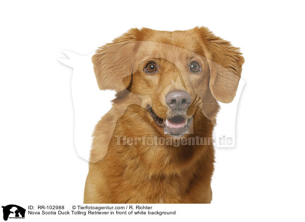 Nova Scotia Duck Tolling Retriever in front of white background / RR-102988