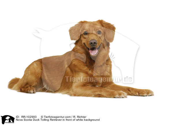 Nova Scotia Duck Tolling Retriever in front of white background / RR-102993