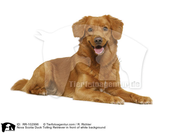 Nova Scotia Duck Tolling Retriever in front of white background / RR-102996