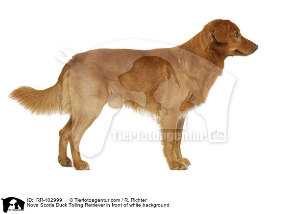 Nova Scotia Duck Tolling Retriever in front of white background / RR-102999