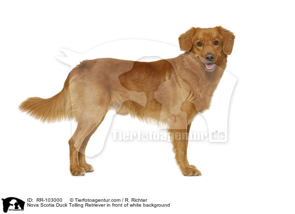 Nova Scotia Duck Tolling Retriever in front of white background / RR-103000