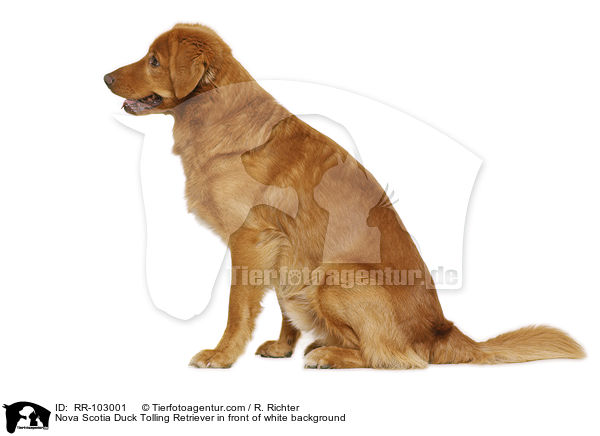 Nova Scotia Duck Tolling Retriever in front of white background / RR-103001