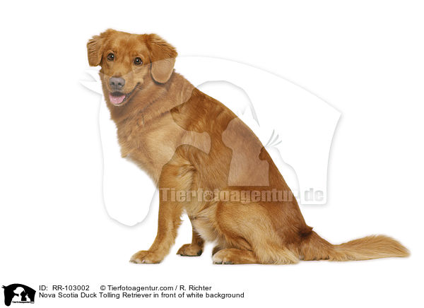 Nova Scotia Duck Tolling Retriever in front of white background / RR-103002