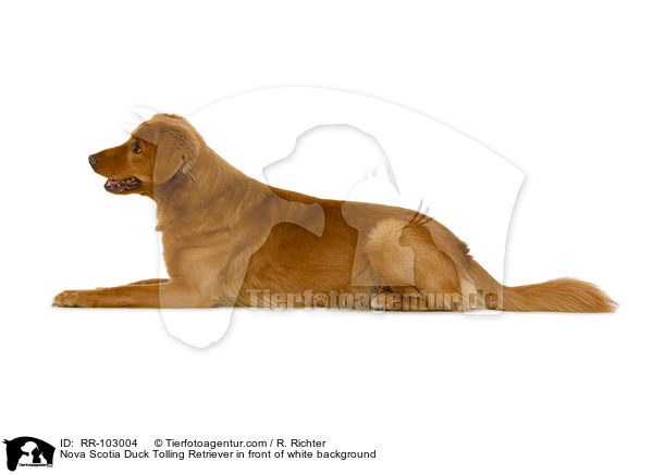 Nova Scotia Duck Tolling Retriever in front of white background / RR-103004