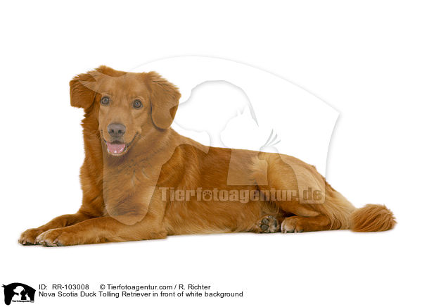 Nova Scotia Duck Tolling Retriever in front of white background / RR-103008