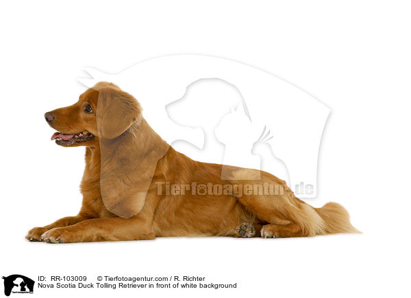 Nova Scotia Duck Tolling Retriever in front of white background / RR-103009
