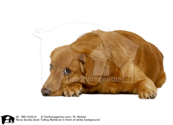 Nova Scotia Duck Tolling Retriever in front of white background / RR-103010