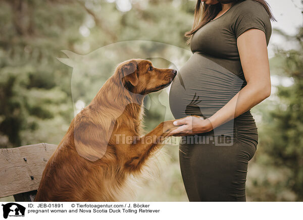 pregnant woman and Nova Scotia Duck Tolling Retriever / JEB-01891