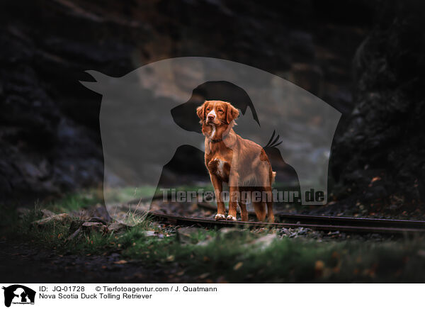 Nova Scotia Duck Tolling Retriever / Nova Scotia Duck Tolling Retriever / JQ-01728