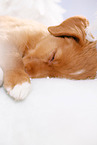 sleeping Nova Scotia Duck Tolling Retriever Puppy