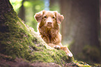 Nova Scotia Duck Tolling Retriever