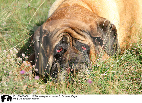 lying Old English Mastiff / SS-28068