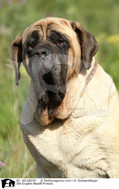 Old English Mastiff Portrait / SS-28070