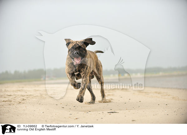 running Old English Mastiff / YJ-09662