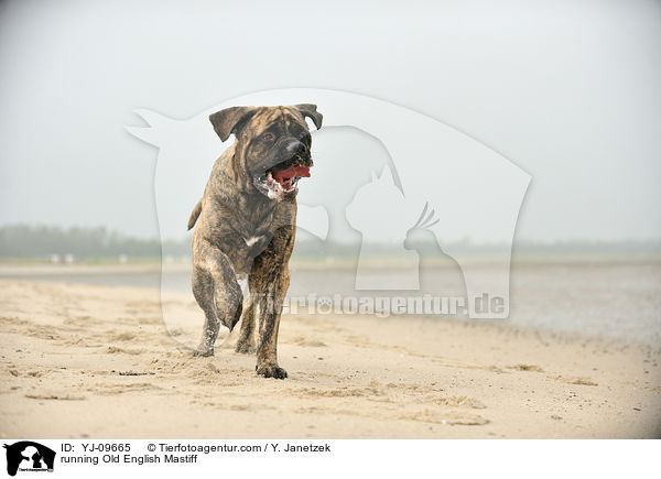 running Old English Mastiff / YJ-09665