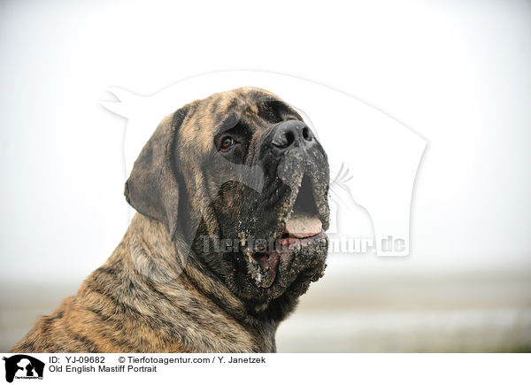 Old English Mastiff Portrait / YJ-09682