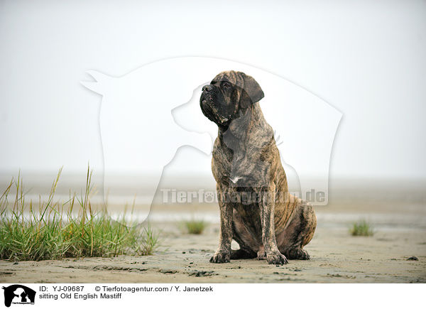 sitting Old English Mastiff / YJ-09687