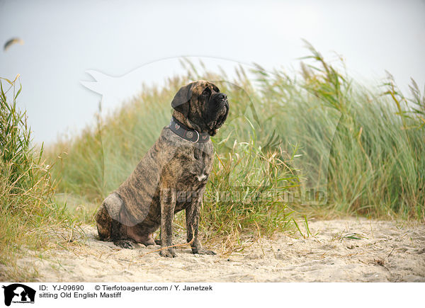 sitting Old English Mastiff / YJ-09690