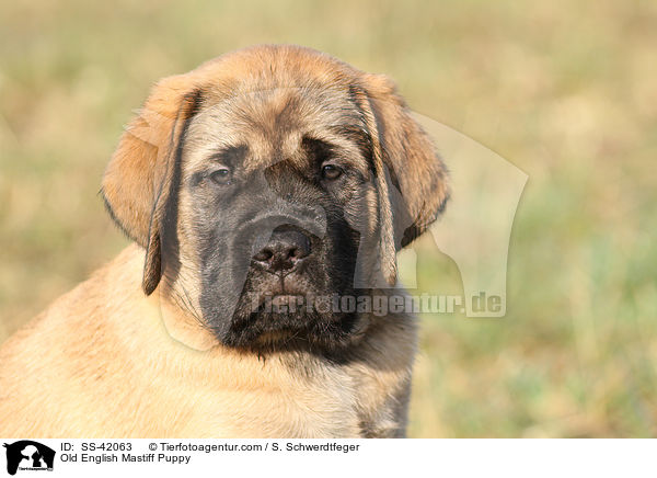 Old English Mastiff Puppy / SS-42063