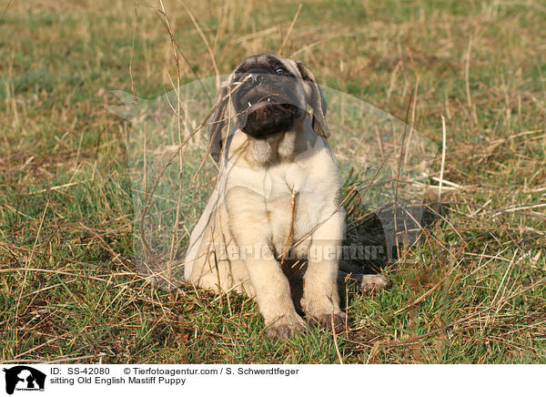 sitting Old English Mastiff Puppy / SS-42080