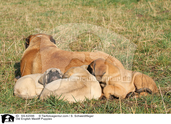 Old English Mastiff Puppies / SS-42096