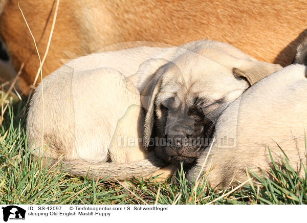 sleeping Old English Mastiff Puppy / SS-42097