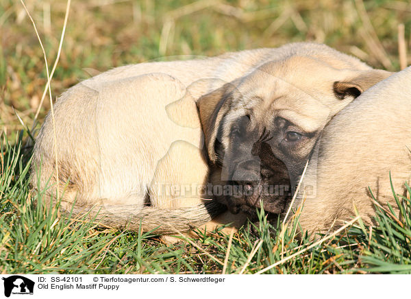 Old English Mastiff Puppy / SS-42101