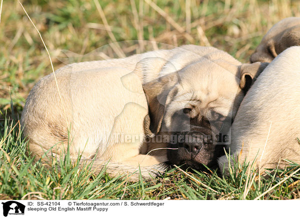 sleeping Old English Mastiff Puppy / SS-42104