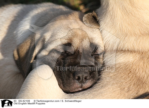 Old English Mastiff Puppies / SS-42106