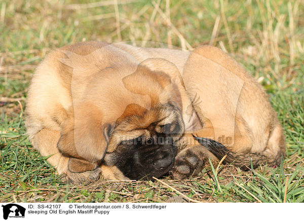 sleeping Old English Mastiff Puppy / SS-42107